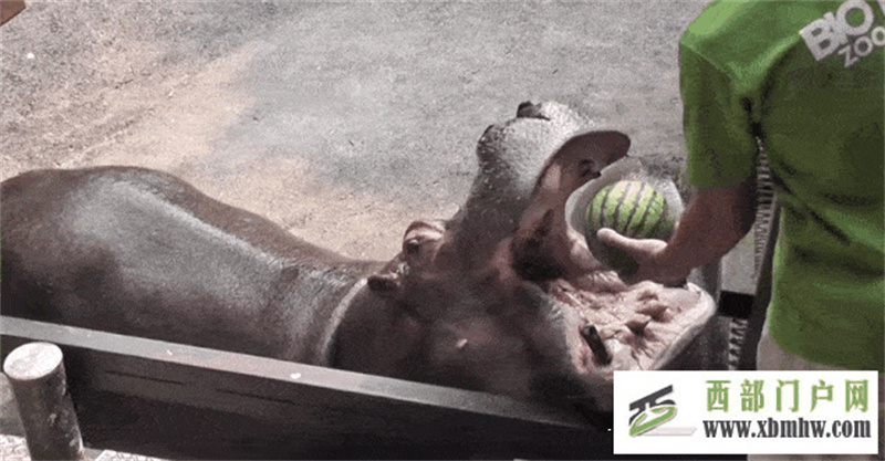 形似哈密瓜,比哈密瓜更沙甜,价格比哈密瓜还亲民,网友:看内涵(图1) 形似哈密瓜,比哈密瓜更沙甜,价格比哈密瓜还亲民,网友:看内涵(图1)