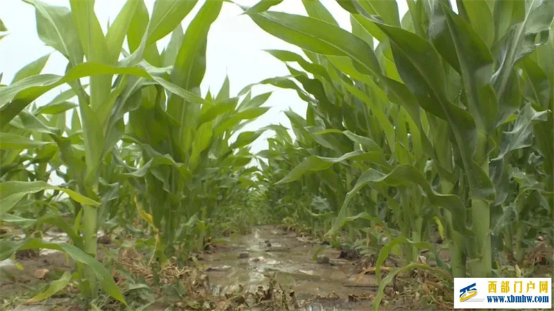 久旱逢甘霖白银会宁农作物迎来生机(图1) 久旱逢甘霖白银会宁农作物迎来生机(图1)