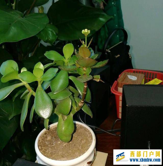 想要玉树养得好,修剪必须做得好,玉树枝条粗壮是老桩(图2) 想要玉树养得好,修剪必须做得好,玉树枝条粗壮是老桩(图2)