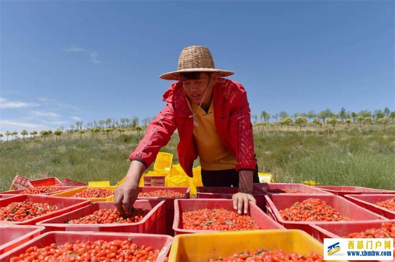 中国枸杞看宁夏①丨“中国枸杞之乡”:宁夏产区优势明显(图1) 中国枸杞看宁夏①丨“中国枸杞之乡”:宁夏产区优势明显(图1)