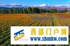 年产值破亿元张掖山丹擦亮戈壁农业“金字招牌”(图1) 年产值破亿元张掖山丹擦亮戈壁农业“金字招牌”(图1)