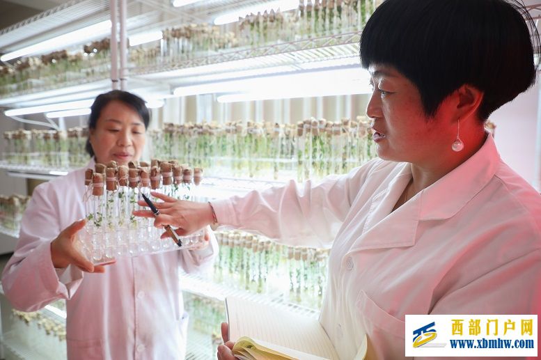 定西:奔富可期(图1) 定西:奔富可期(图1)