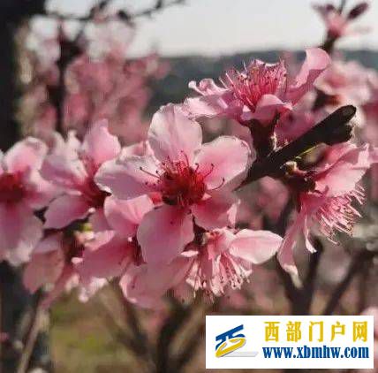 保山三月太保山的桃花依然开好了!(图1) 保山三月太保山的桃花依然开好了!(图1)