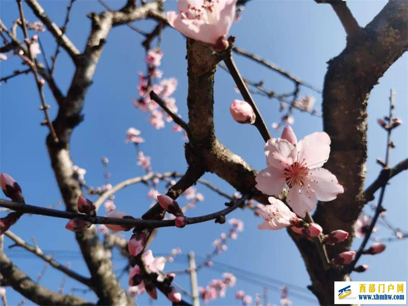 保山三月太保山的桃花依然开好了!(图3) 保山三月太保山的桃花依然开好了!(图3)
