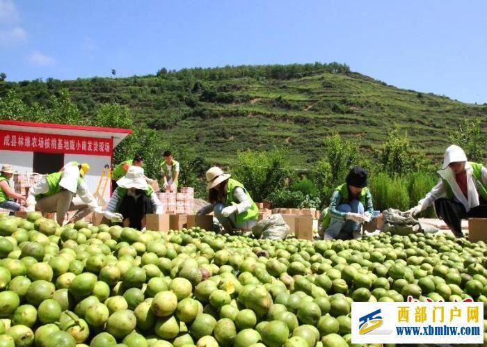 “中国核桃之乡”甘肃成县迎丰收:“核”农户一起“桃”金(图1) “中国核桃之乡”甘肃成县迎丰收:“核”农户一起“桃”金(图1)
