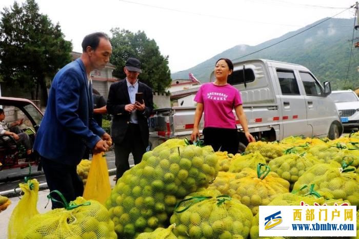 “中国核桃之乡”甘肃成县迎丰收:“核”农户一起“桃”金(图2) “中国核桃之乡”甘肃成县迎丰收:“核”农户一起“桃”金(图2)