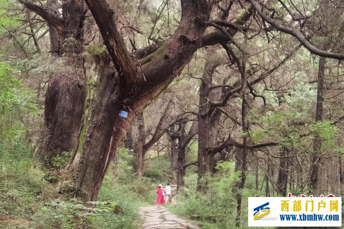 四川剑阁:镇党委书记离任“交树交印” 保护翠云廊古柏(图2) 四川剑阁:镇党委书记离任“交树交印” 保护翠云廊古柏(图2)