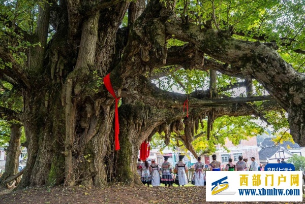 贵州为13.75万株古树名木统一买保险(图1) 贵州为13.75万株古树名木统一买保险(图1)