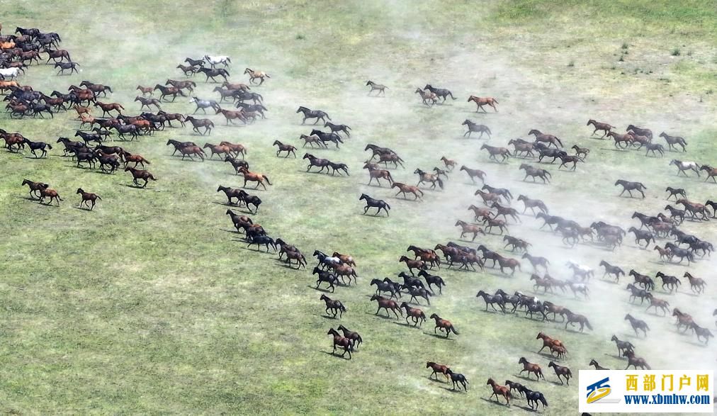 盛夏时节 在新疆昭苏领略万马奔腾(图2)