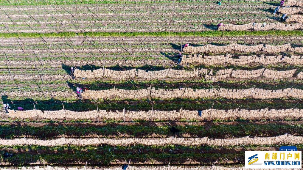 宁夏红寺堡萝卜丰收(图1)