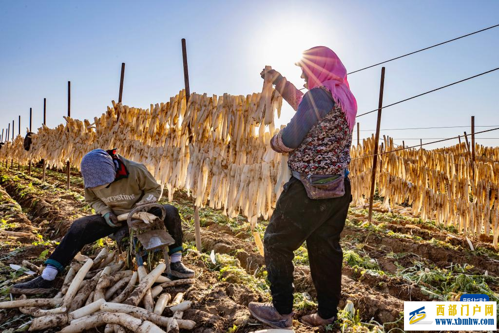 宁夏红寺堡萝卜丰收(图2)