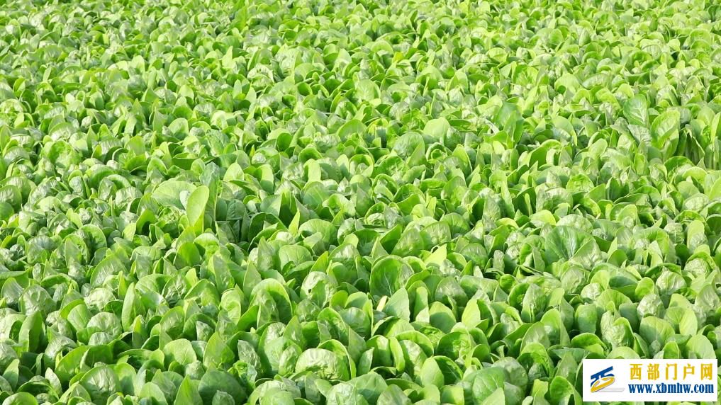 甘肃定西:科技赋能 全年鲜蔬“不断档”(图2) 甘肃定西:科技赋能 全年鲜蔬“不断档”(图2)