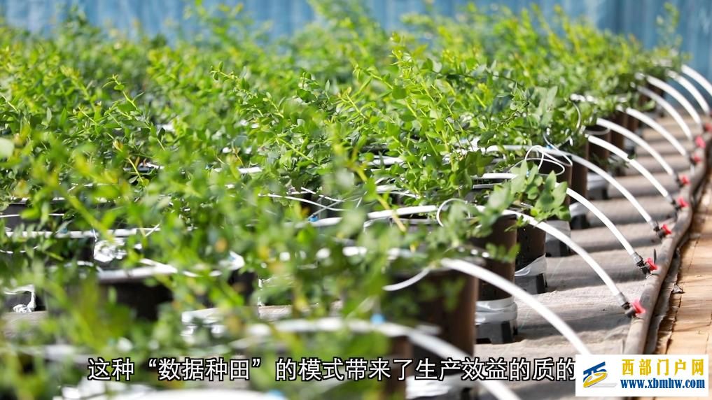 甘肃定西:科技赋能 全年鲜蔬“不断档”(图3) 甘肃定西:科技赋能 全年鲜蔬“不断档”(图3)