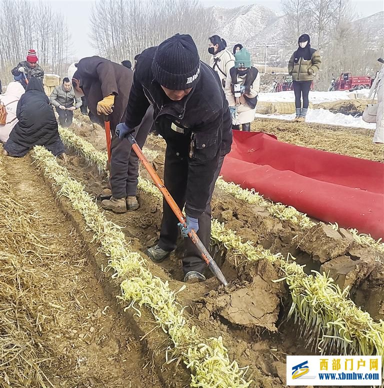 兰州西固区张家大坪种植户收获金色希望(图2)