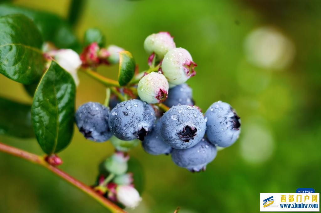 云南蓝莓实现重点地区“次日达”(图2)