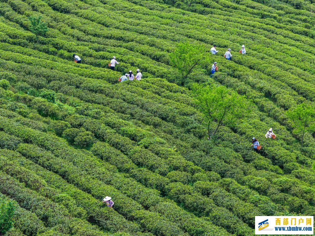 重庆丰都：千年茶乡抢春时(图1)