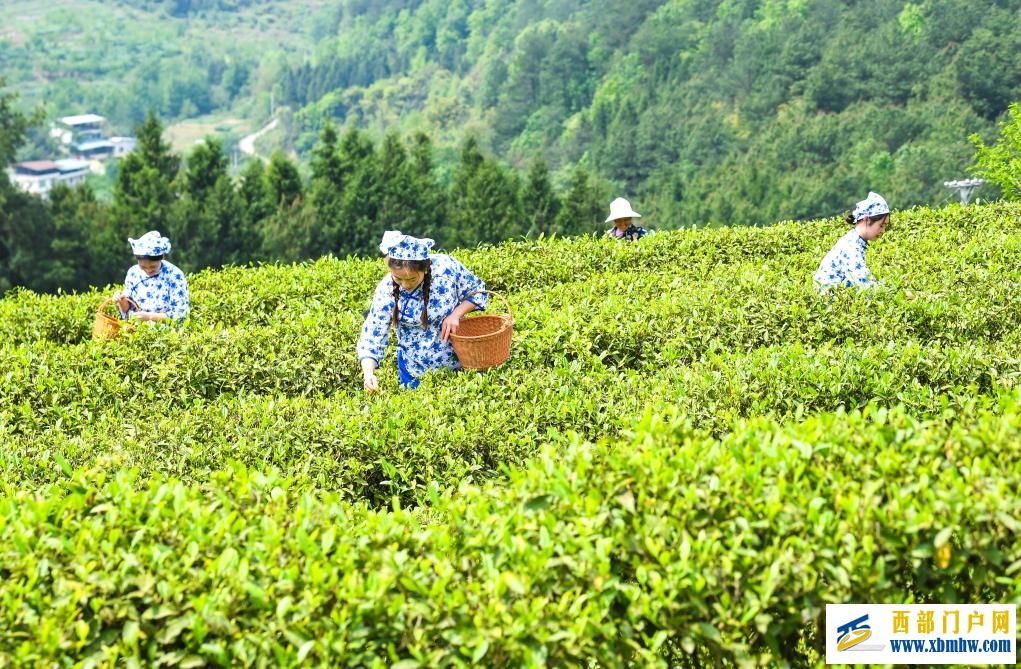 重庆丰都：千年茶乡抢春时(图5)