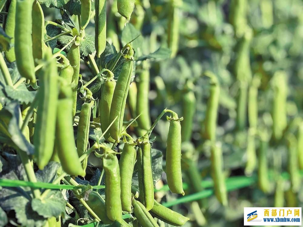 “云豌118”夯实豌豆产业“芯”基石(图1)